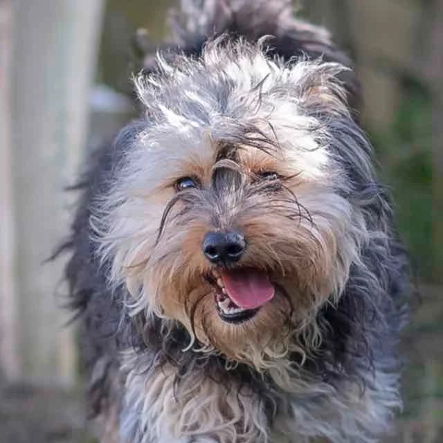Ricardo,  mixed breed for adoption at SPA de Loire Atlantique, Nantes