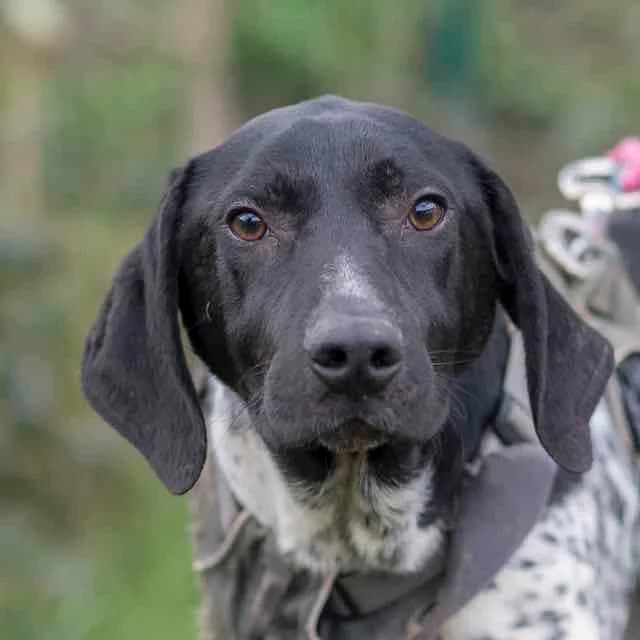 Pedro,  Mixed Breed for adoption at SPA de Loire Atlantique, Nantes