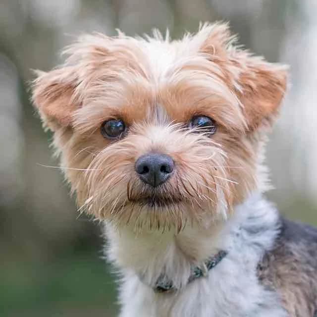 Tania,  Mixed Breed for adoption at SPA de Loire Atlantique, Nantes