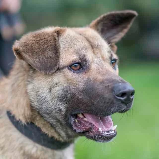 Texas,  mixed breed for adoption at SPA de Loire Atlantique, Nantes
