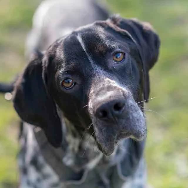 Brave,  Mixed Breed for adoption at SPA de Loire Atlantique, Nantes