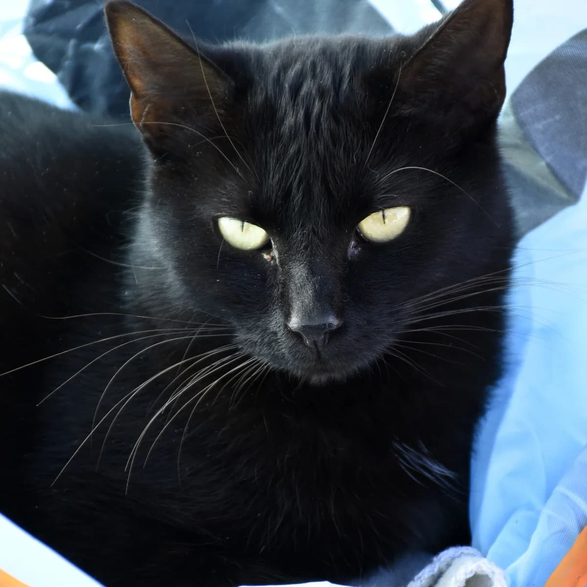 Boccolini,  Mixed Breed for adoption at SPA de Loire Atlantique, Nantes