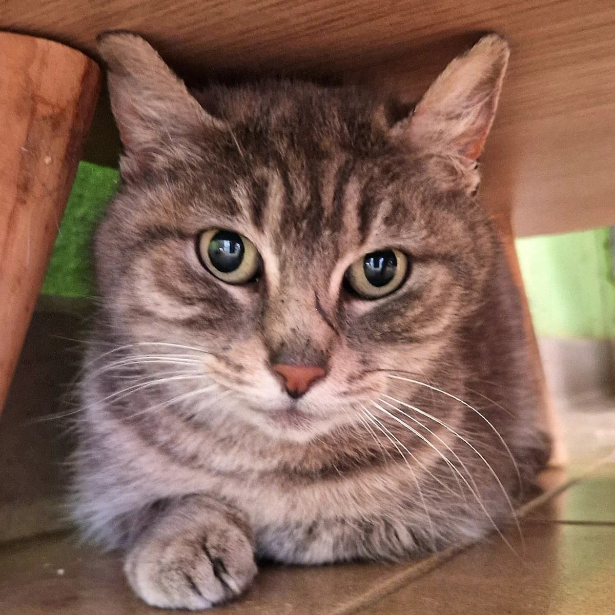 Shadesofgrey,  Mixed Breed for adoption at SPA de Loire Atlantique, Nantes