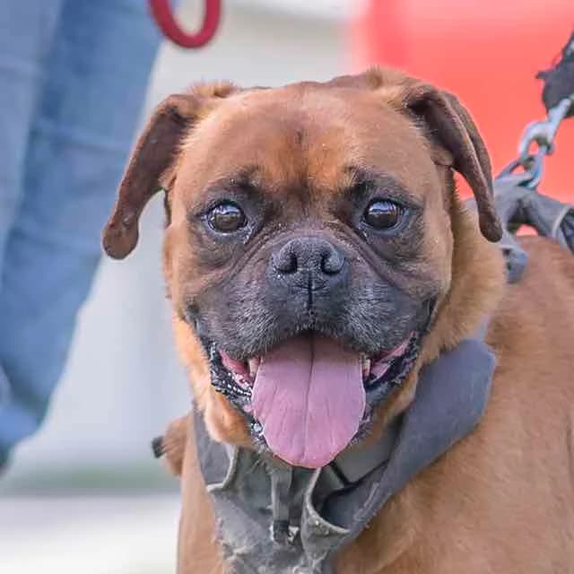 Lola, Mixed Breed for adoption at SPA de Loire Atlantique, Nantes