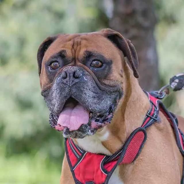 Luigi, Mixed Breed for adoption at SPA de Loire Atlantique, Nantes