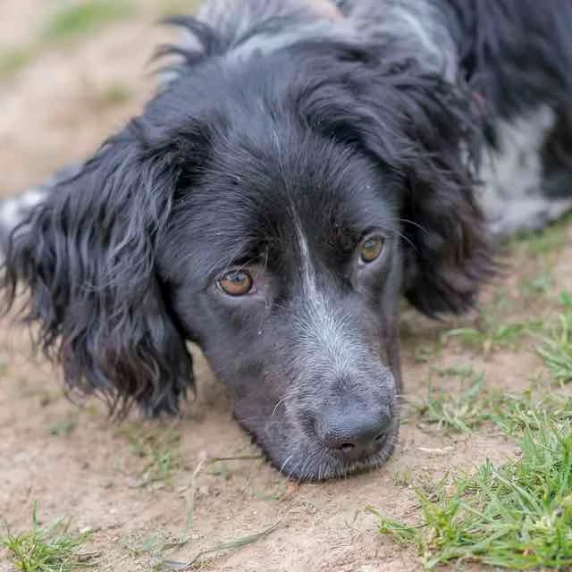Alto, male Brittany Spaniel for adoption at SPA de Loire Atlantique, Nantes