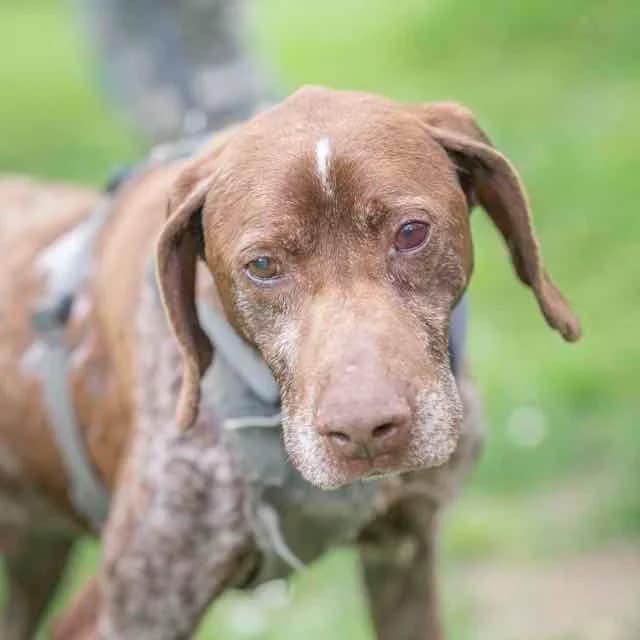 Black, male Pointer for adoption at SPA de Loire Atlantique, Nantes