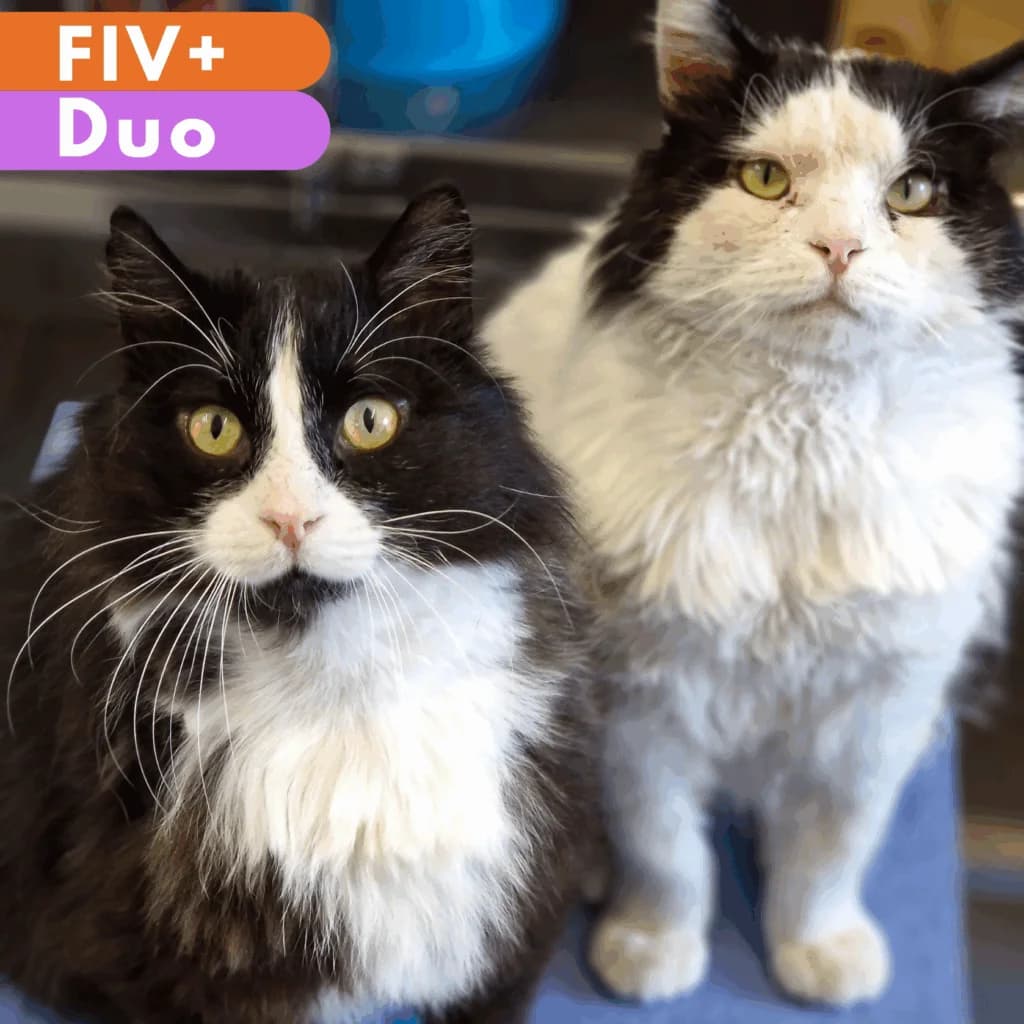 Mimichat et Neuneuil,  Mixed Breed for adoption at SPA de Loire Atlantique, Nantes