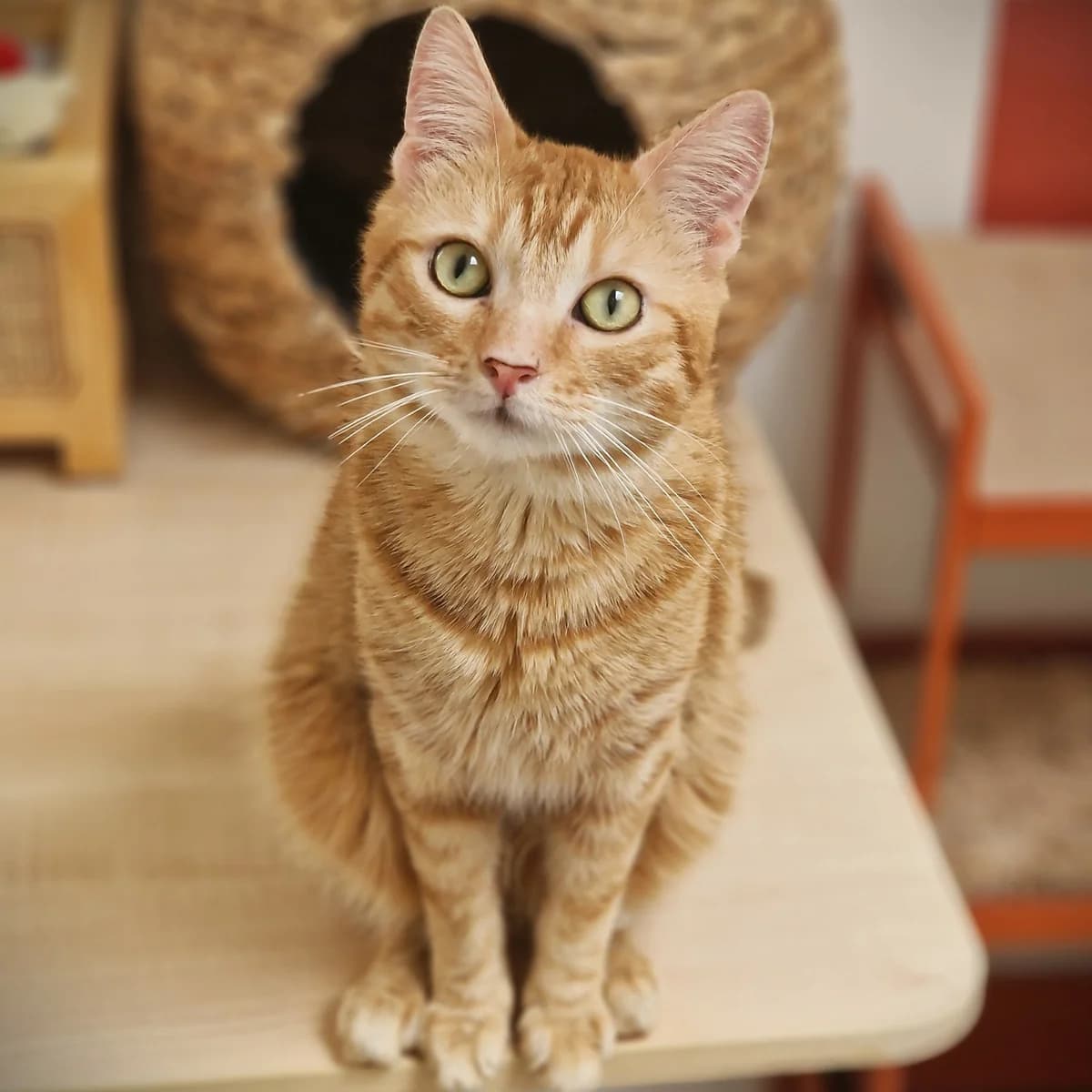 Rouquin, Mixed Breed for adoption at SPA de Loire Atlantique, Nantes