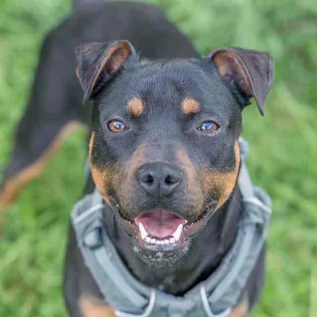 Vatos, male young Staffordshire Bull Terrier for adoption at SPA de Loire Atlantique, Nantes