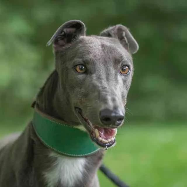 Arlequin, male young Mixed Breed for adoption at SPA de Loire Atlantique, Nantes