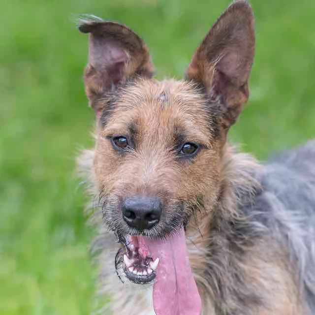 Twist,  mixed breed for adoption at SPA de Loire Atlantique, Nantes
