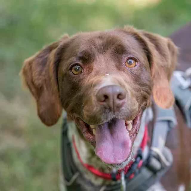 Oslo, male young Pointer for adoption at SPA de Loire Atlantique, Nantes
