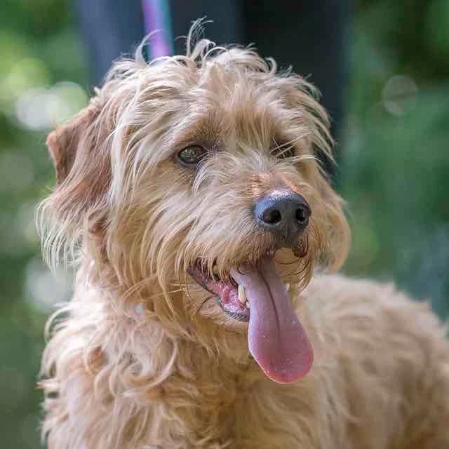 Miki, male young Dachshund for adoption at SPA de Loire Atlantique, Nantes