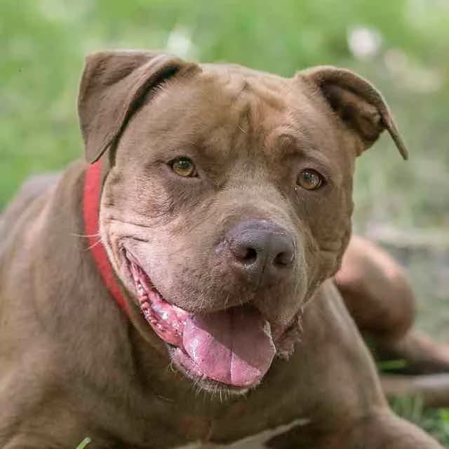 Oma, Mixed Breed for adoption at SPA de Loire Atlantique, Nantes