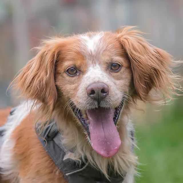 Mao, Mixed Breed for adoption at SPA de Loire Atlantique, Nantes