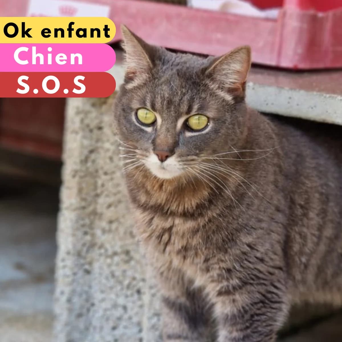 Saxo,  Mixed Breed for adoption at SPA de Loire Atlantique, Nantes