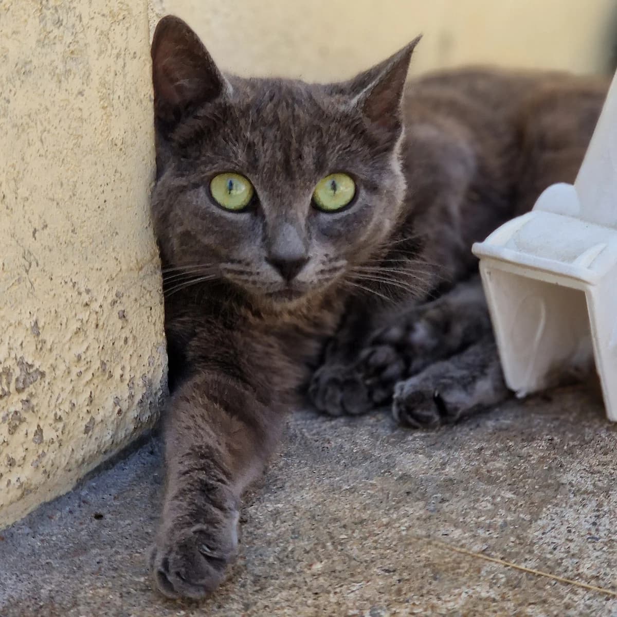 Theodora, Mixed Breed for adoption at SPA de Loire Atlantique, Nantes