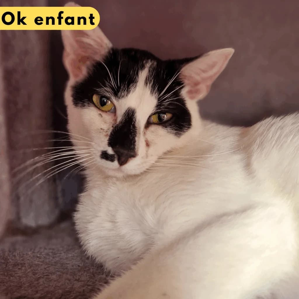 Hansaplast, Mixed Breed for adoption at SPA de Loire Atlantique, Nantes