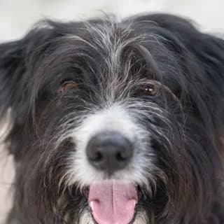 Happy, Mixed Breed for adoption at SPA de Loire Atlantique, Nantes