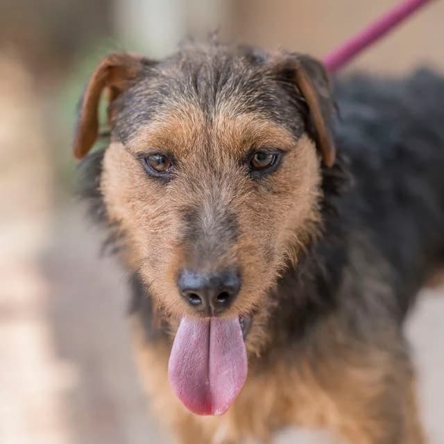 Geox, mixed breed for adoption at SPA de Loire Atlantique, Nantes