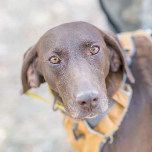 Ohana,  Mixed Breed for adoption at SPA de Loire Atlantique, Nantes