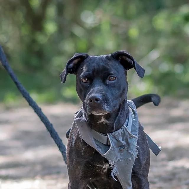 Pepita, female young Staffordshire Bull Terrier for adoption at SPA de Loire Atlantique, Nantes