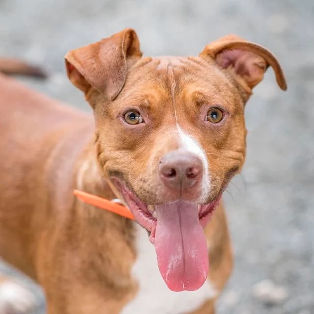 Pulco, male young Staffordshire Bull Terrier for adoption at SPA de Loire Atlantique, Nantes