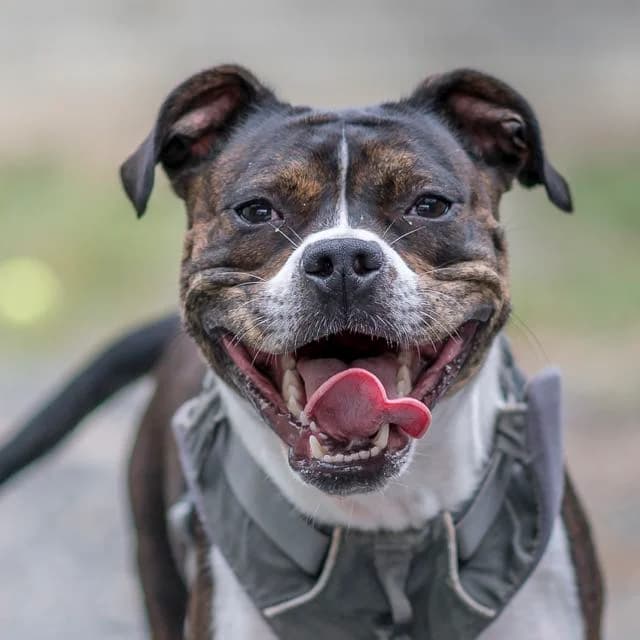 Fanta, female young Staffordshire Bull Terrier for adoption at SPA de Loire Atlantique, Nantes