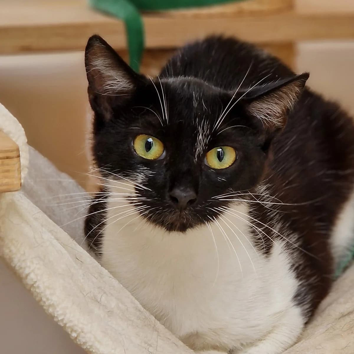 Nervosa, Mixed Breed for adoption at SPA de Loire Atlantique, Nantes
