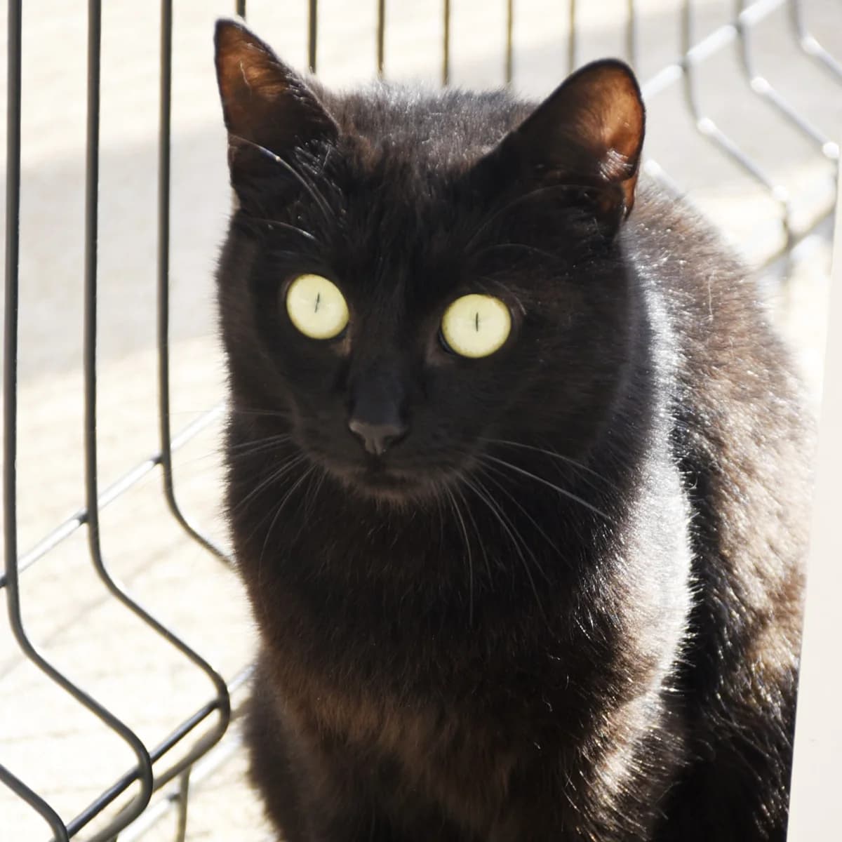 Pâques, Mixed Breed for adoption at SPA de Loire Atlantique, Nantes