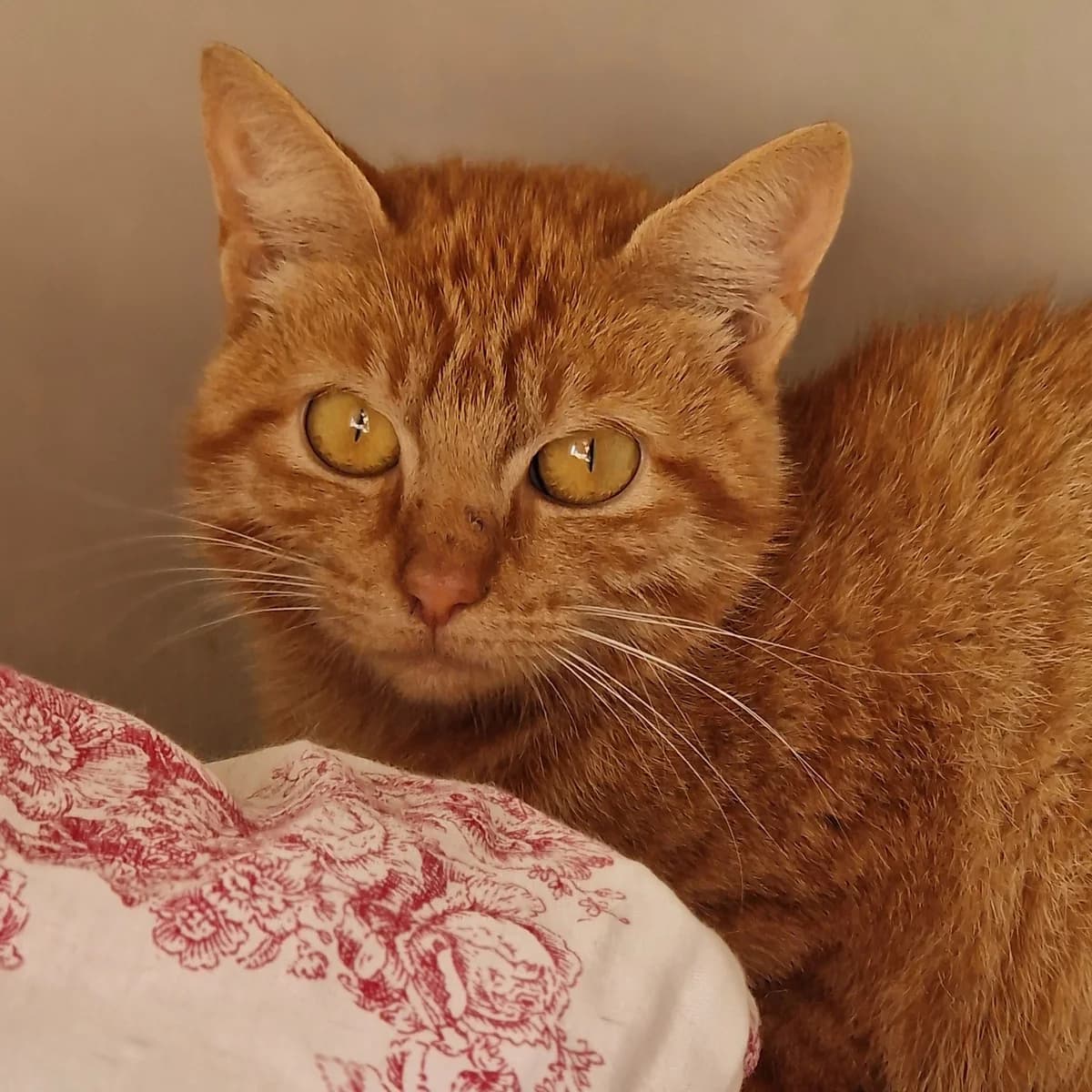 Pelpa, female European Shorthair for adoption at SPA de Loire Atlantique, Nantes
