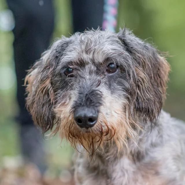 Mr Albert,  Mixed Breed for adoption at SPA de Loire Atlantique, Nantes