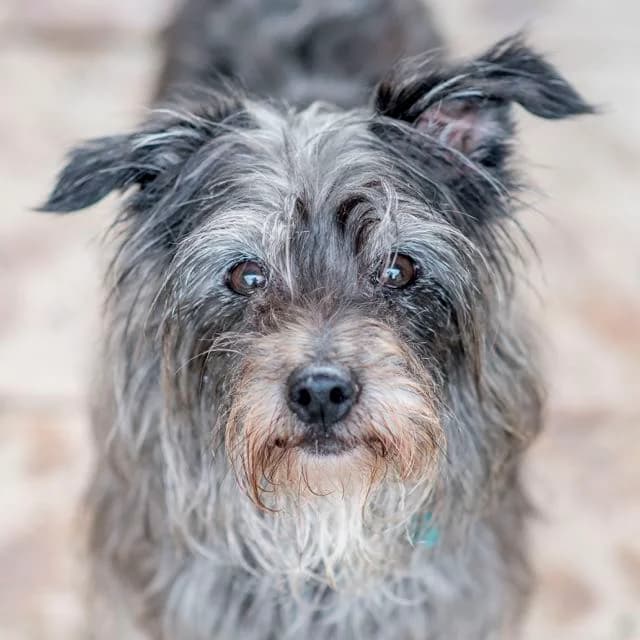 Izie,  Mixed Breed for adoption at SPA de Loire Atlantique, Nantes