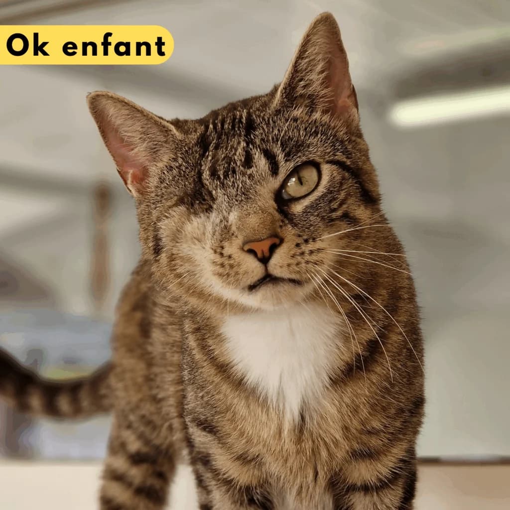 Question, Mixed Breed for adoption at SPA de Loire Atlantique, Nantes
