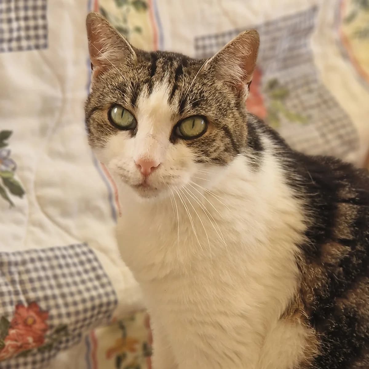 Soad,  Mixed Breed for adoption at SPA de Loire Atlantique, Nantes
