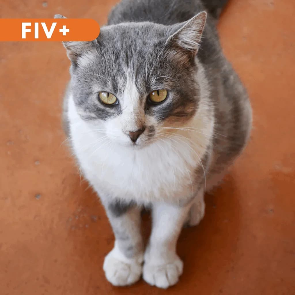 Soleil,  Mixed Breed for adoption at SPA de Loire Atlantique, Nantes