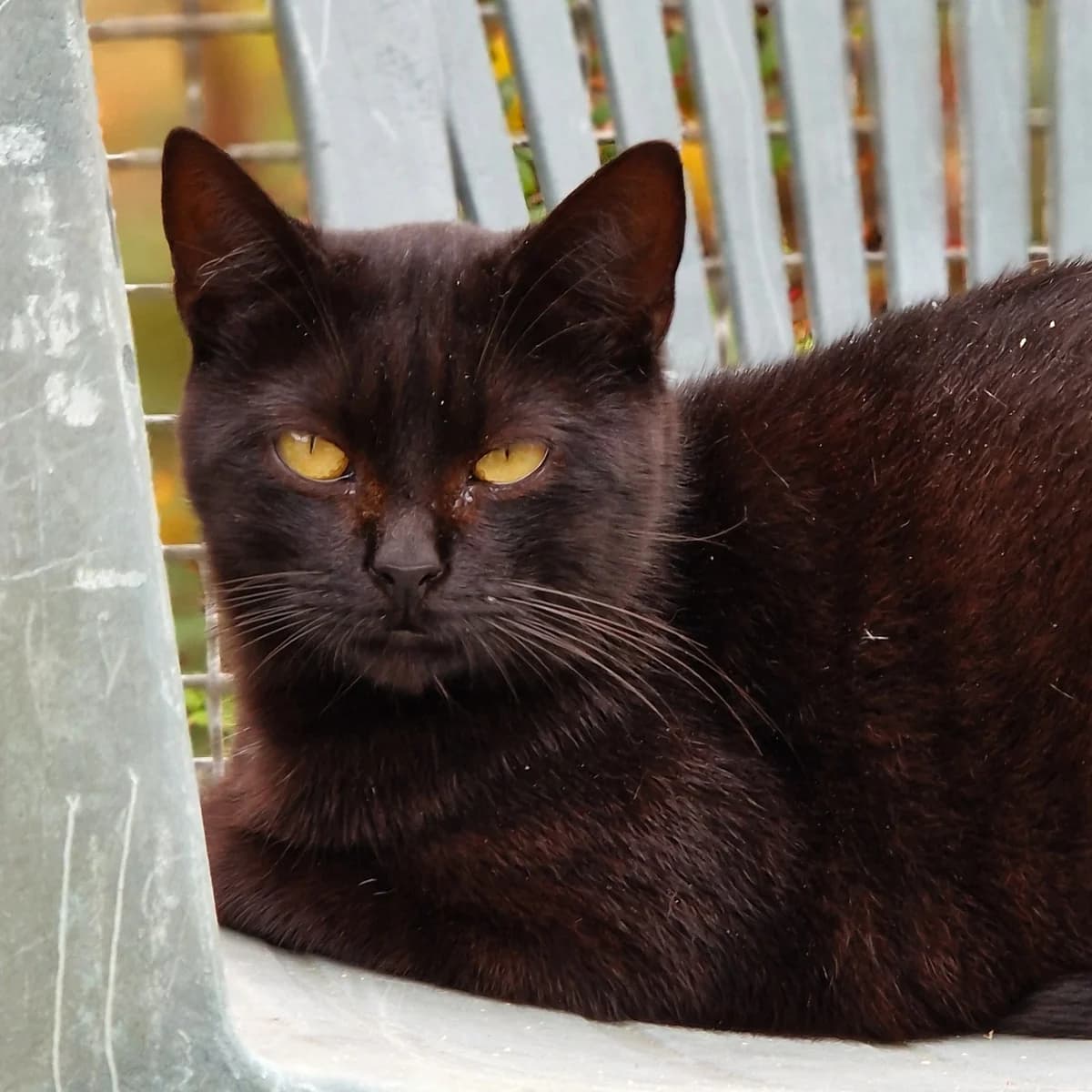 Soureliette,  Mixed Breed for adoption at SPA de Loire Atlantique, Nantes