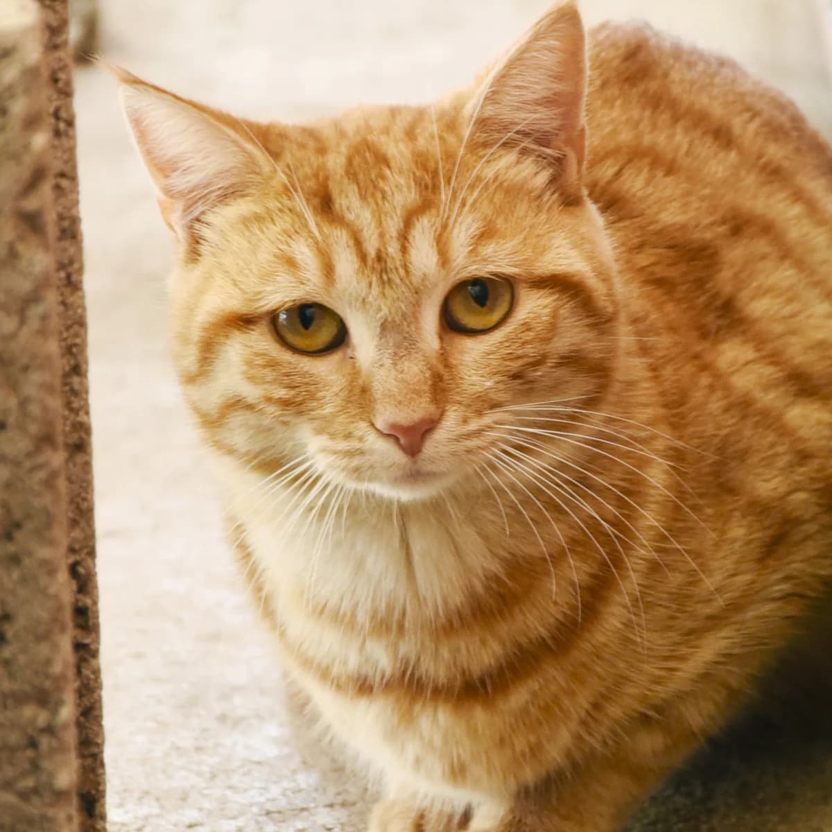 Wagon, Mixed Breed for adoption at SPA de Loire Atlantique, Nantes
