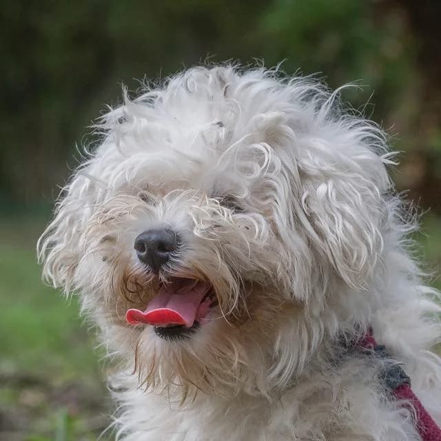 Duracell, female Bichon Frisé for adoption at SPA de Loire Atlantique, Nantes