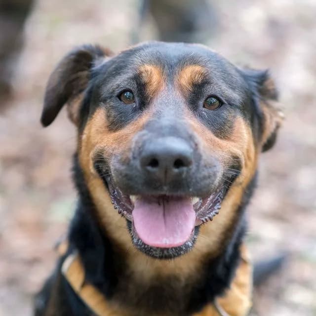 Hawaï, mixed breed for adoption at SPA de Loire Atlantique, Nantes