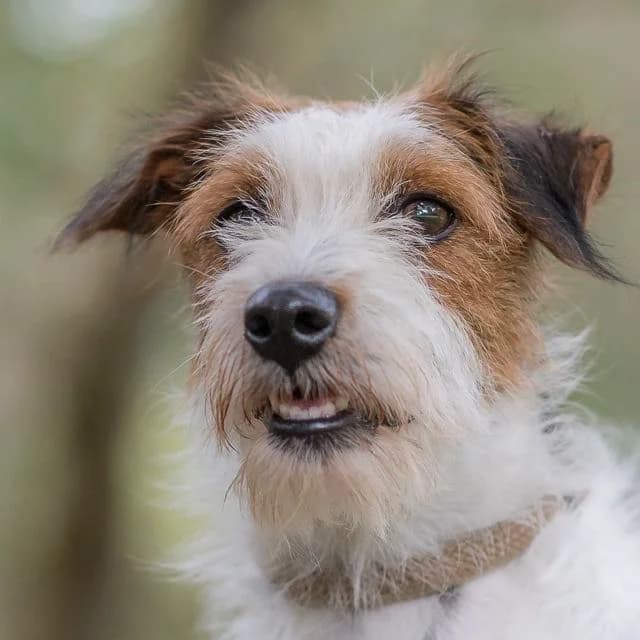 Janette, Mixed Breed for adoption at SPA de Loire Atlantique, Nantes