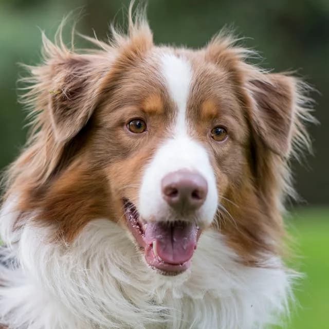 Eros, male 3yo Mixed Breed for adoption at SPA de Loire Atlantique, Nantes