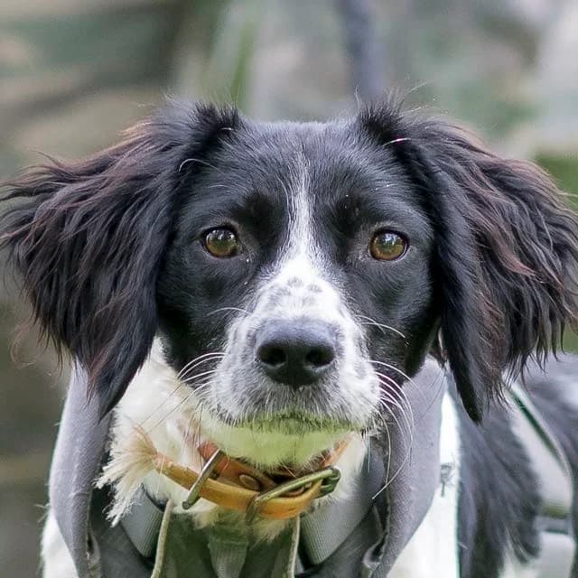 Prune, female Brittany Spaniel for adoption at SPA de Loire Atlantique, Nantes
