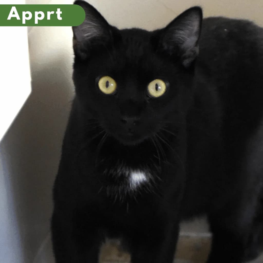 Cheddar,  Mixed Breed for adoption at SPA de Loire Atlantique, Nantes