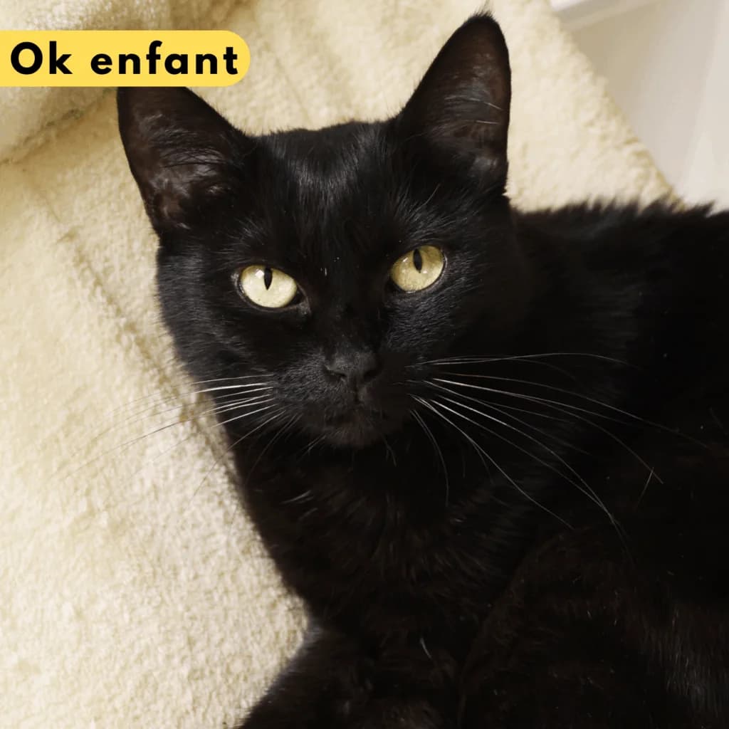 Djembé, female 4yo Mixed Breed for adoption at SPA de Loire Atlantique, Nantes