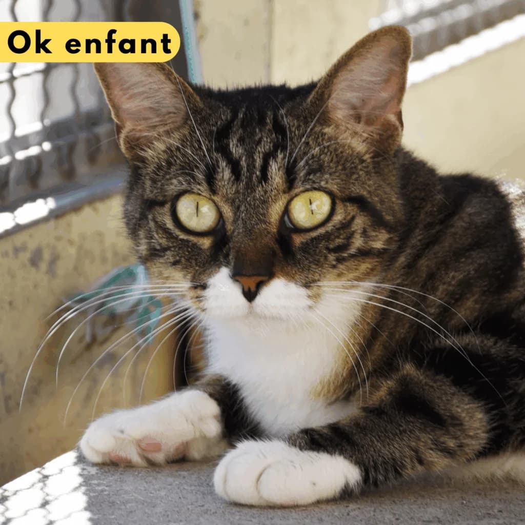Escampette, Mixed Breed for adoption at SPA de Loire Atlantique, Nantes