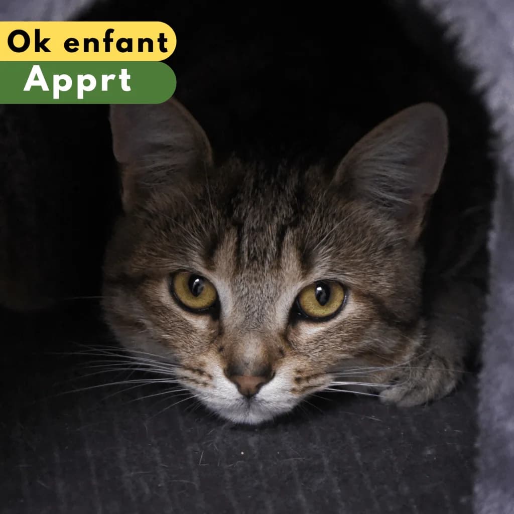 Hoegaarden,  Mixed Breed for adoption at SPA de Loire Atlantique, Nantes