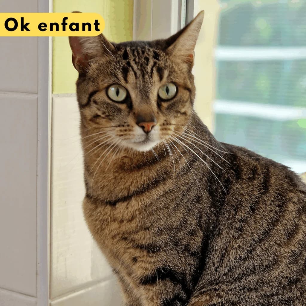 June,  Mixed Breed for adoption at SPA de Loire Atlantique, Nantes