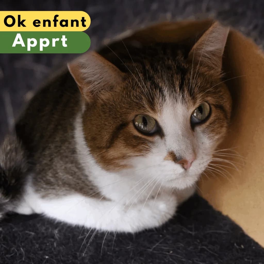 Jupiler,  Mixed Breed for adoption at SPA de Loire Atlantique, Nantes